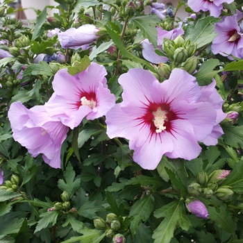 HIBISKUS różowy odporny na mróz - sadzonki 50 / 60 cm